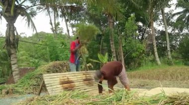 Pirinç tarlasında hasat sırasında çeltik pirinç buğdaylı Asyalı çiftçi.