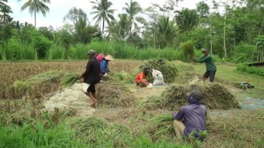 Pirinç tarlasında hasat sırasında çeltik pirinç buğdaylı Asyalı çiftçi.