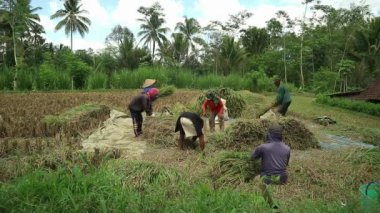 Pirinç tarlasında hasat sırasında çeltik pirinç buğdaylı Asyalı çiftçi.