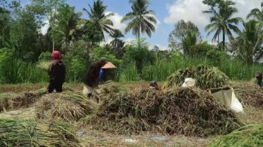 Pirinç tarlasında hasat sırasında çeltik pirinç buğdaylı Asyalı çiftçi.