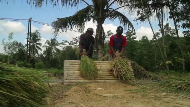 Agriculteur Asiatique Avec Riz Paddy Grain Pendant Récolte Activité Rurale — Video