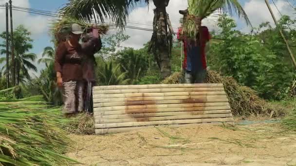 Asiatischer Bauer Mit Reiskorn Während Der Ernte Ländliche Aktivitäten Auf — Stockvideo