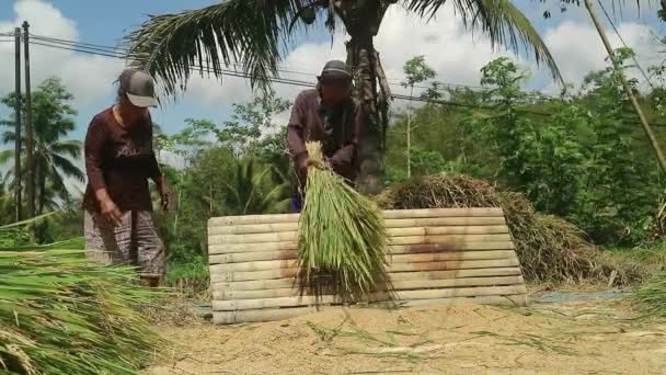 Asian Farmer Paddy Rice Grain Harvesting Rural Activity Rice Field — Stock Video