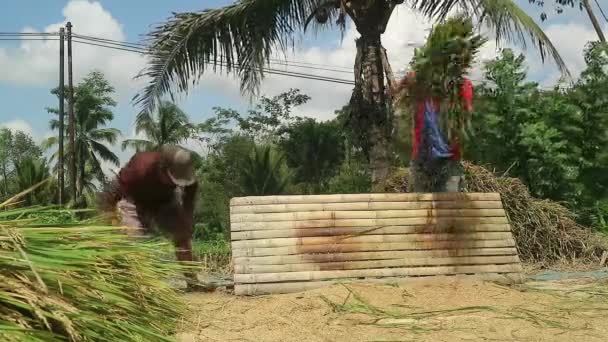 수확하는 곡물과 아시아 필드에서 — 비디오