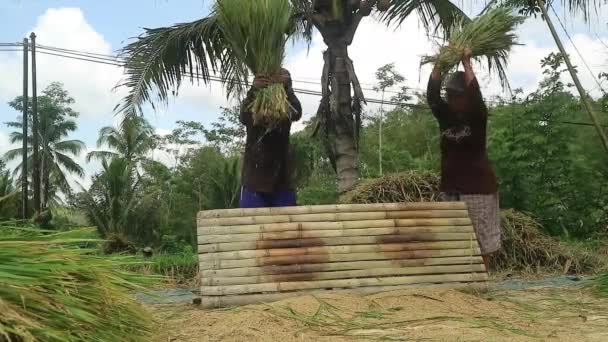 Aziatische Boer Met Padie Rijstkorrel Tijdens Het Oogsten Landelijke Activiteit — Stockvideo