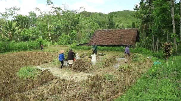 Asiatiska Jordbrukare Med Paddyris Korn Skörd Landsbygdsverksamhet Risfält — Stockvideo