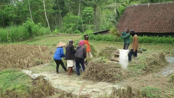収穫中にパディ米粒を有するアジアの農家 米田での農村活動 — ストック動画