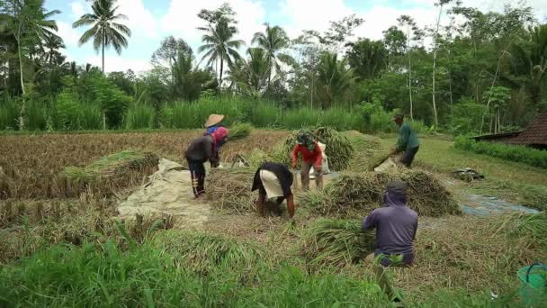 Petani Asia Dengan Padi Padi Selama Panen Kegiatan Perdesaan Sawah — Stok Video