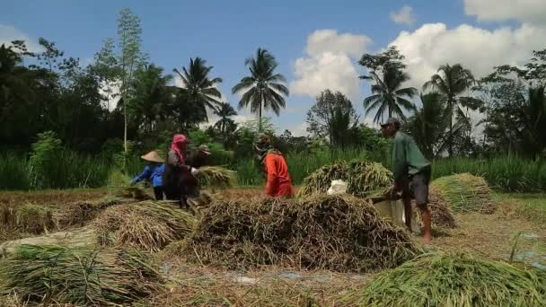 Ασιάτης Αγρότης Αναποφλοίωτο Ρύζι Κατά Συγκομιδή Αγροτική Δραστηριότητα Στον Ορυζώνα — Αρχείο Βίντεο