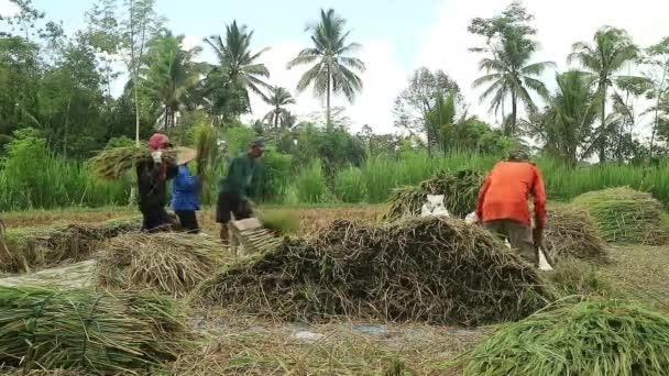 Aziatische Boer Met Padie Rijstkorrel Tijdens Het Oogsten Landelijke Activiteit — Stockvideo