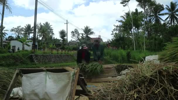 Azjatycki Rolnik Ziarnem Ryżu Niełuskanego Podczas Zbiorów Działalność Wiejska Polu — Wideo stockowe