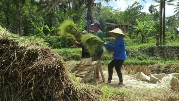 Petani Asia Dengan Padi Padi Selama Panen Kegiatan Perdesaan Sawah — Stok Video