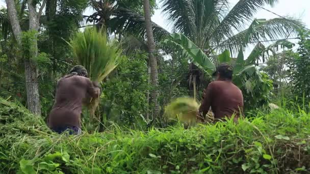 Agricultor Asiático Con Arroz Con Cáscara Durante Cosecha Actividad Rural — Vídeos de Stock