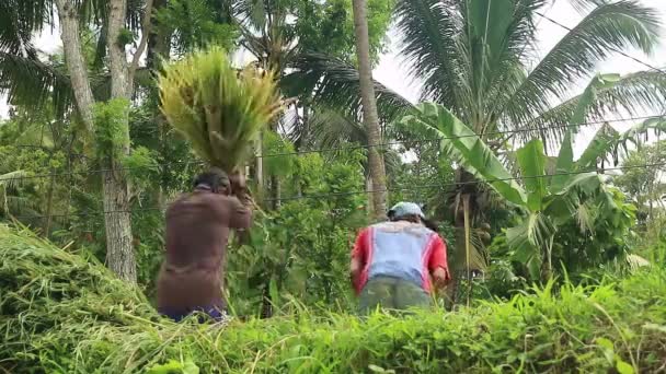 Pirinç Tarlasında Hasat Sırasında Çeltik Pirinç Buğdaylı Asyalı Çiftçi — Stok video