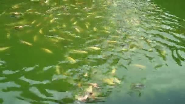 Різні Види Прісноводних Риб Різними Кольорами Рухаються Ставку Риби Кої — стокове відео