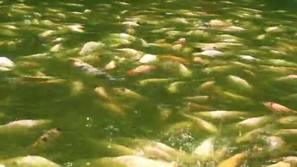 Różne Rodzaje Ryb Słodkowodnych Różnych Kolorach Poruszających Się Stawie Ryby — Wideo stockowe