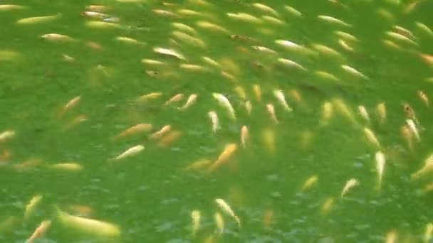 池にさまざまな色の淡水魚が移動するさまざまな種類 コイ魚と墓魚がいる — ストック動画
