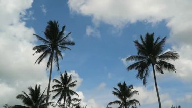 Güneşli bir günde Hindistan cevizi ağaçlarının alçak açılı görüntüsü. Öğle vakti bulutlu gökyüzüne karşı hindistan cevizi ağaçları. Tropikal bölgede rüzgarda sallanan hindistan cevizi ağaçları..