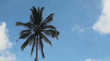 Güneşli bir günde Hindistan cevizi ağaçlarının alçak açılı görüntüsü. Öğle vakti bulutlu gökyüzüne karşı hindistan cevizi ağaçları. Tropikal bölgede rüzgarda sallanan hindistan cevizi ağaçları..