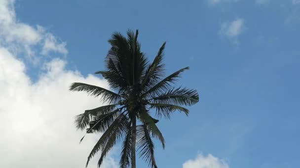 明るい晴れた日にココナッツの木の低角度ショット 真昼に曇った空にココナッツの木 熱帯地域の風に揺れているココナッツの木 — ストック動画