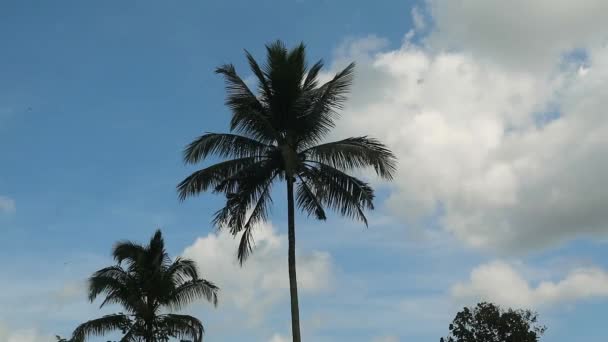 Flachbild Von Kokospalmen Einem Strahlend Sonnigen Tag Kokospalmen Gegen Den — Stockvideo