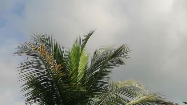 Nízký Úhel Záběru Kokosových Stromů Jasného Slunečného Dne Kokosové Stromy — Stock video