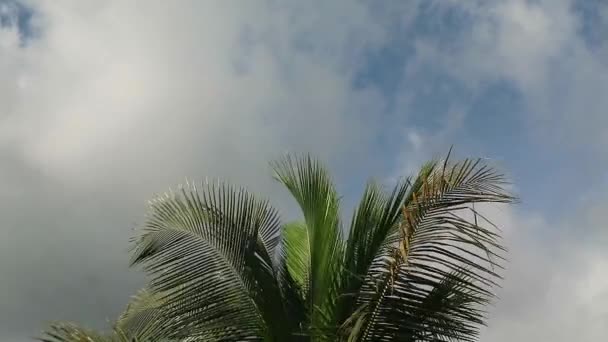 Laaghoekige Opname Van Kokosbomen Een Heldere Zonnige Dag Kokosbomen Tegen — Stockvideo