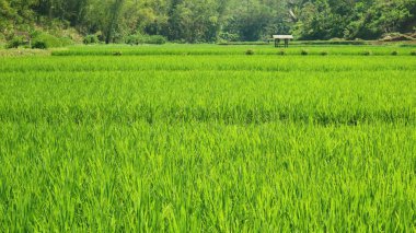 Pirinç tarlalarının uzun açılı büyümesi.