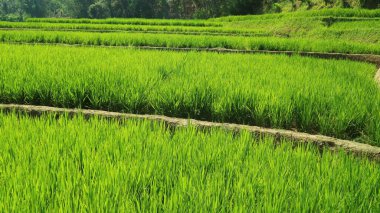 Pirinç tarlalarının uzun açılı büyümesi.
