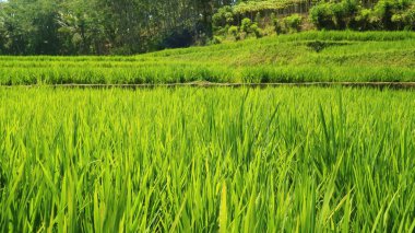 Pirinç tarlalarının uzun açılı büyümesi.