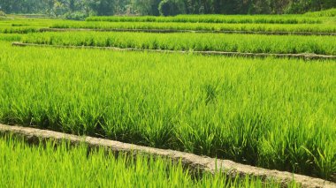 Pirinç tarlalarının uzun açılı büyümesi.