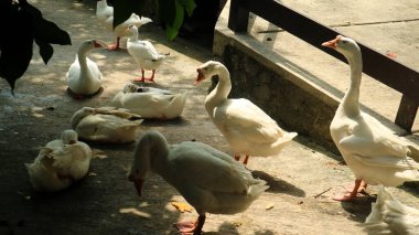 Göletin kenarında bir grup kaz, beyaz kuğular.
