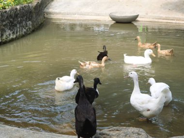Göldeki ördekler beyaz, kahverengi ve siyah renklerde.