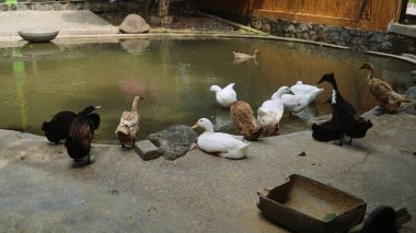 Göldeki ördekler beyaz, kahverengi ve siyah renklerde.