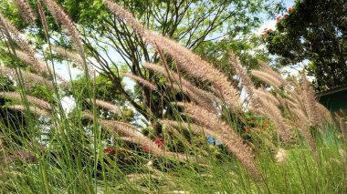 Alang-alang ya da ilalang (Imperata Cylindrica), sivri yapraklı bir çim türüdür.
