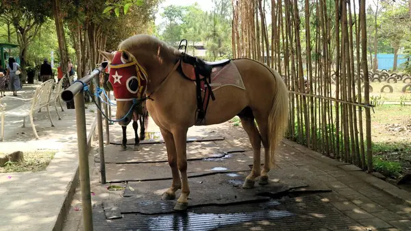 Horse wearing protection mask tied in recreation park