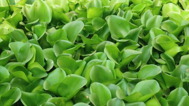 Su sümbülü, Pontederia crassipes ya da Eichornia crassipes, suda yüzen bir bitki türüdür. Yeşil yapraklar arkaplan