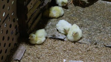 Çiftlik hayvanları ağılından civcivler