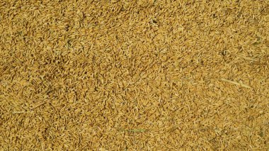 Organik ham pirinç dokusu arka planı