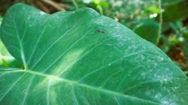 Sivrisinek yapraklara konuyor