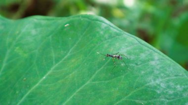 Sivrisinek yapraklara konuyor