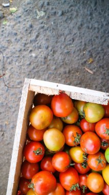Üst görünüm olgun domatesler kabın içinde