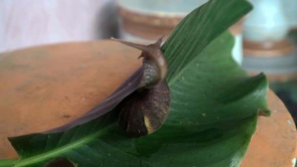 这种蜗牛会伸出触角 爬到树叶上 在树叶上爬来爬去 — 图库视频影像