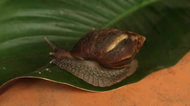 这种蜗牛会伸出触角 爬到树叶上 在树叶上爬来爬去 — 图库视频影像