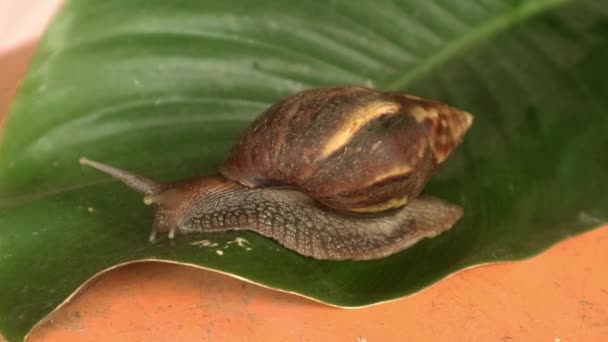 Beckicot Lissachatina Fulica 달팽이 촉수와 크롤을 — 비디오