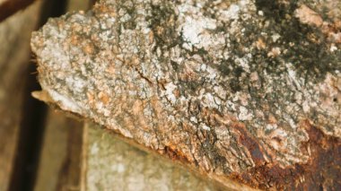 Dokulu arkaplan için ormanın görünümünü kapat, boşluğu kopyala