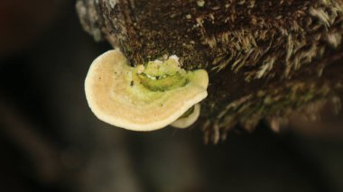 tıbbi reishi mantarları tıbbi mantarlar arka plan, ganoderma lucidum