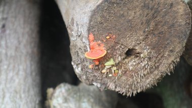 tıbbi reishi mantarları tıbbi mantarlar arka plan, ganoderma lucidum