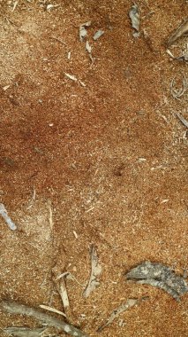 Ahşap talaşları dokuyu kapatır, ahşap kütükleri kestikten sonra talaş, arka plan üst görünümü kapatır