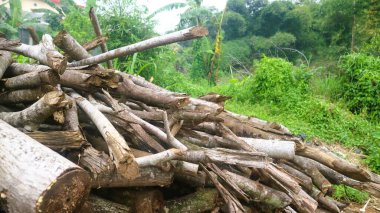 Arka planda ormanlı Ağaç Gövdeleri